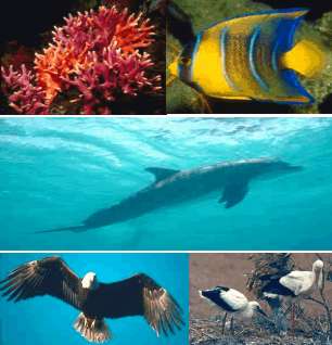 coral, fishes, dolphins and birds